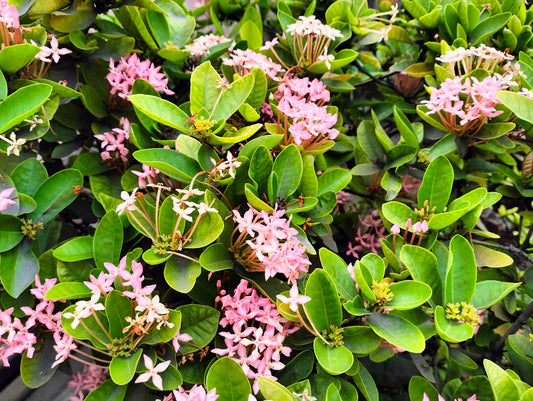 Tüketici Davranışlarını Etkileyen Hediyelik Eşya Trendleri